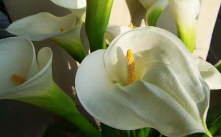 The Symbolism of Lilies in Dreams: Love, Healing, and Transformation