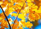 The Symbolism of Leaves in Dreams: A Guide to Their Meaning