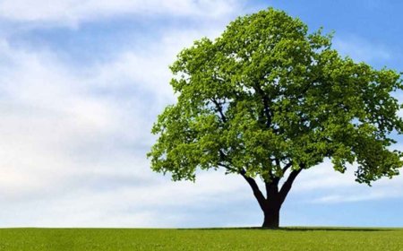 Dreaming of Trees – Spiritual and Symbolic Meanings