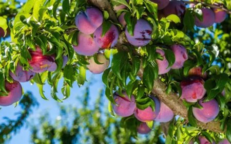 Dreaming of Specific Trees – Symbolic Meanings by Tree Type