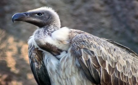 What Does It Mean to See a Vulture in a Dream? Illness, Fear, and Symbolic Warnings