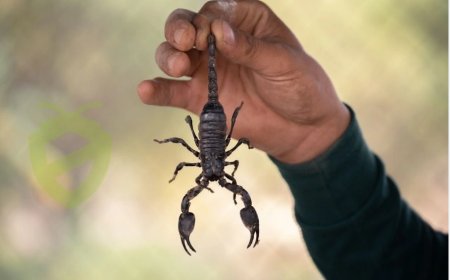 What Does It Mean to See a Scorpion in a Dream? Interpretations from Islamic Dream Scholars