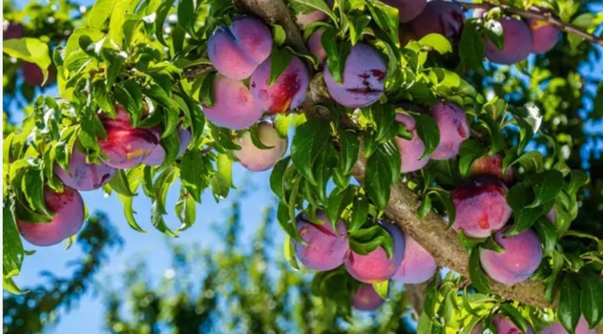 Dreaming of Specific Trees – Symbolic Meanings by Tree Type