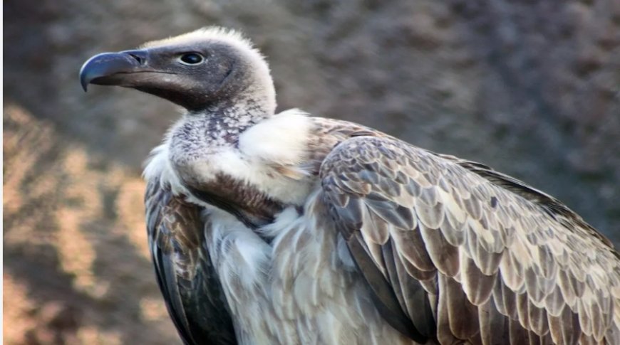 What Does It Mean to See a Vulture in a Dream? Illness, Fear, and Symbolic Warnings