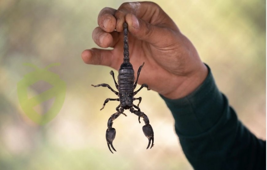 What Does It Mean to See a Scorpion in a Dream? Interpretations from Islamic Dream Scholars