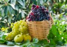 What Does It Mean to See Grapes in a Dream? Detailed Interpretations from Ancient Sources
