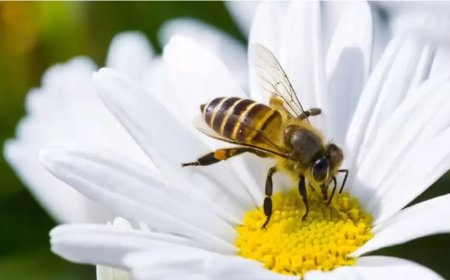 What Does It Mean to See a Bee in a Dream?