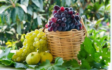 What Does It Mean to See Grapes in a Dream? Detailed Interpretations from Ancient Sources