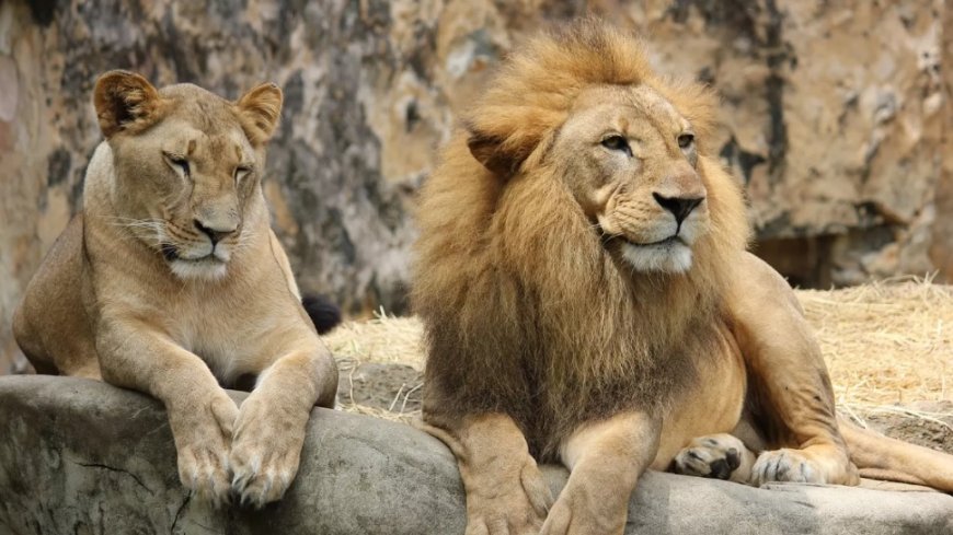 What Does It Mean to See a Lion in a Dream? The Most Comprehensive Interpretations
