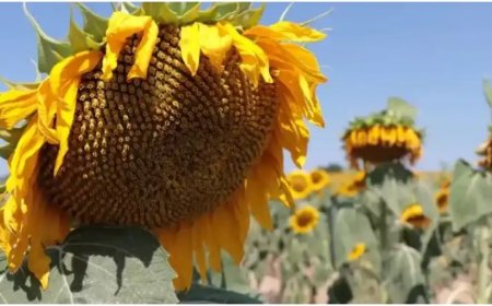 The Meaning of Seeing Sunflowers in a Dream