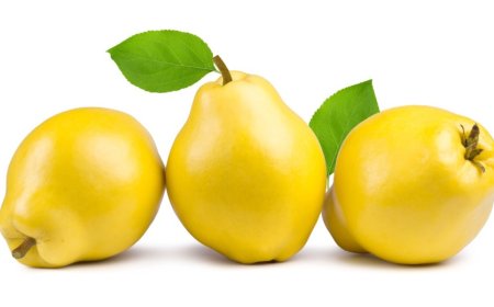 What Does It Mean to See a Quince in a Dream? Spiritual Journeys, Illness, Wealth, and Legacy Interpreted