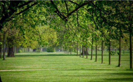 The Hidden Meanings of Gardens and Orchards in Dreams: A Deep Dive into Classical and Modern Interpretations