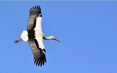 What Does It Mean to See a Heron in a Dream?