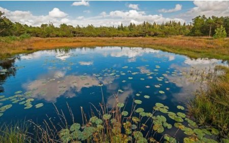 Seeing a Swamp in Dreams: Warnings of Danger, Poverty, and Spiritual Turnarounds