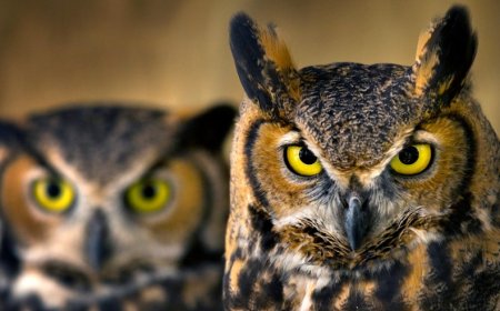 Dreaming of an Owl: A Symbol of Omen, Theft, Warning, and Wisdom