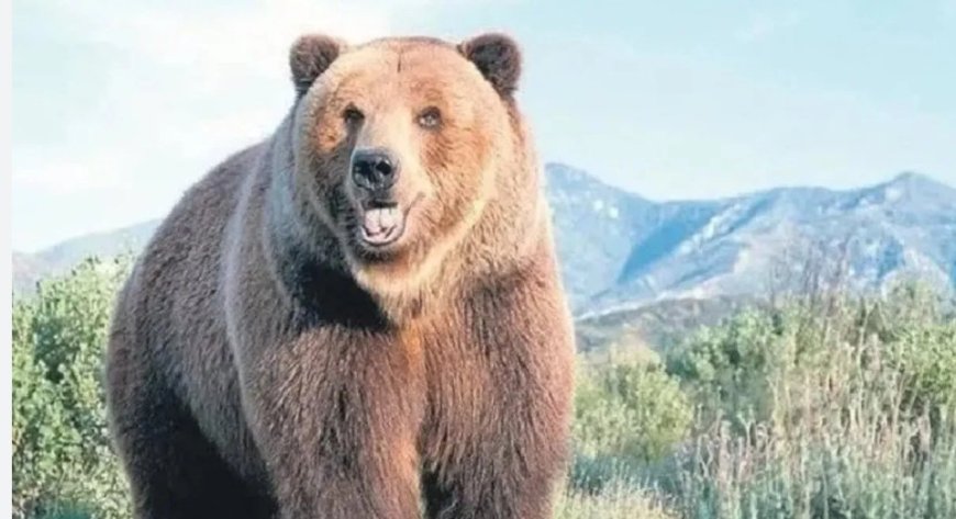 What Does It Mean to See a Bear in a Dream? Interpretations from Renowned Islamic Scholars