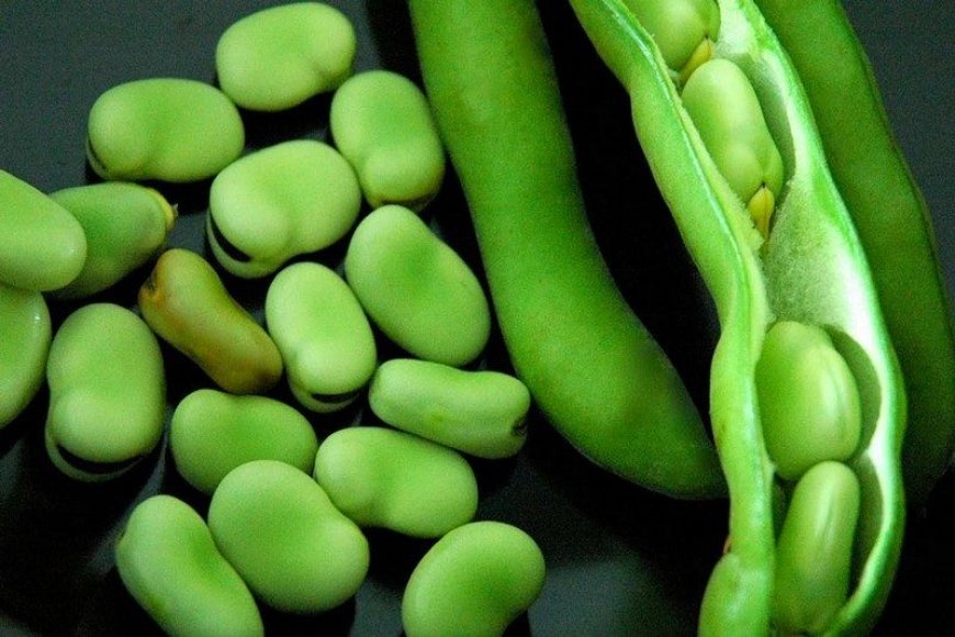 What Does It Mean to See Broad Beans (Fava Beans) in a Dream? Classical Islamic Interpretations Explained