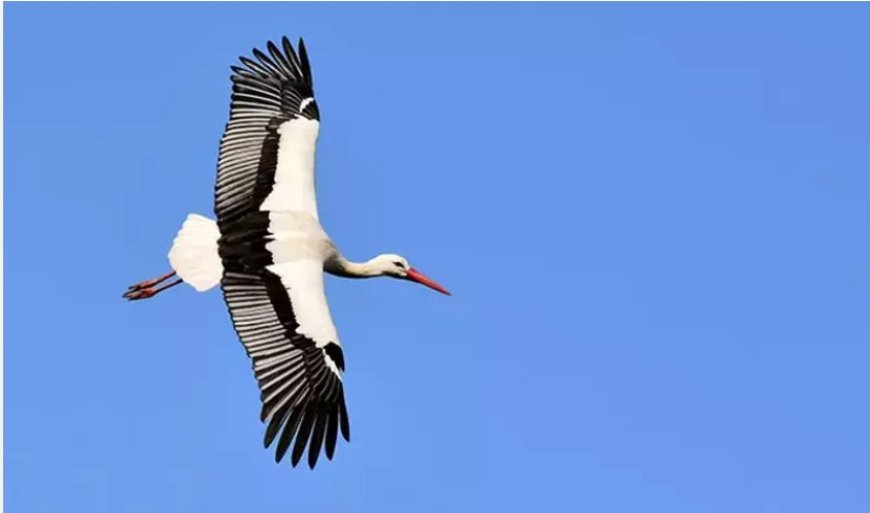 What Does It Mean to See a Heron in a Dream?