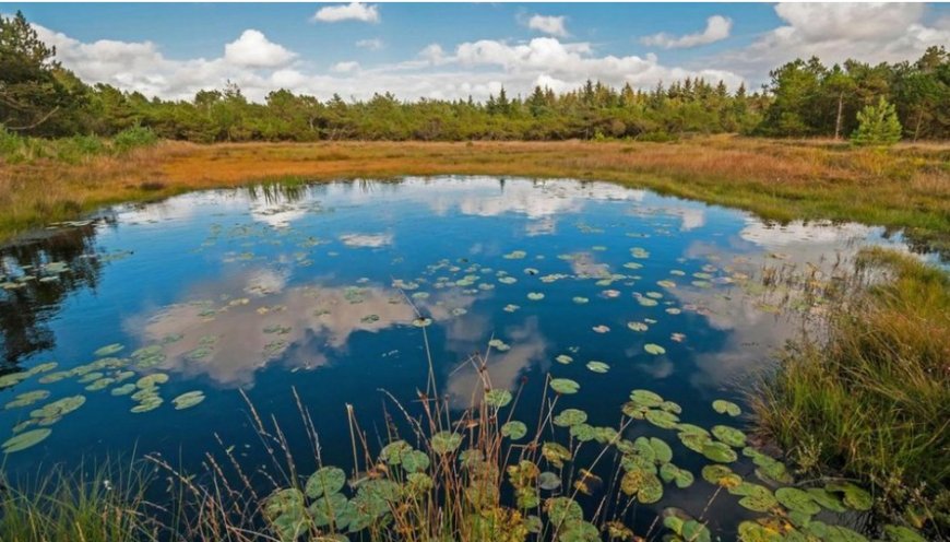 Seeing a Swamp in Dreams: Warnings of Danger, Poverty, and Spiritual Turnarounds