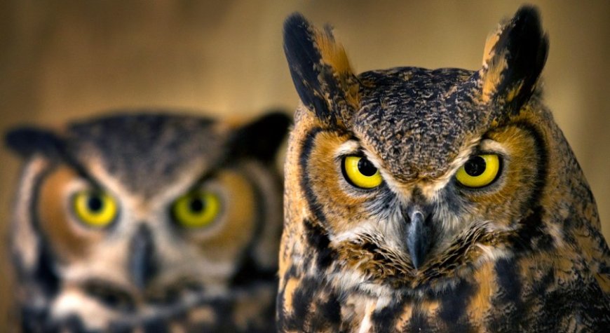 Dreaming of an Owl: A Symbol of Omen, Theft, Warning, and Wisdom