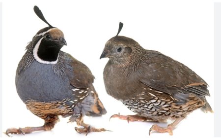 The Meaning of Seeing a Quail in Dreams: Detailed Interpretations from Scholars
