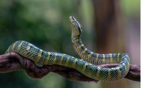 Dreaming of Snakes: Hidden Enemies or Signs of Transformation?