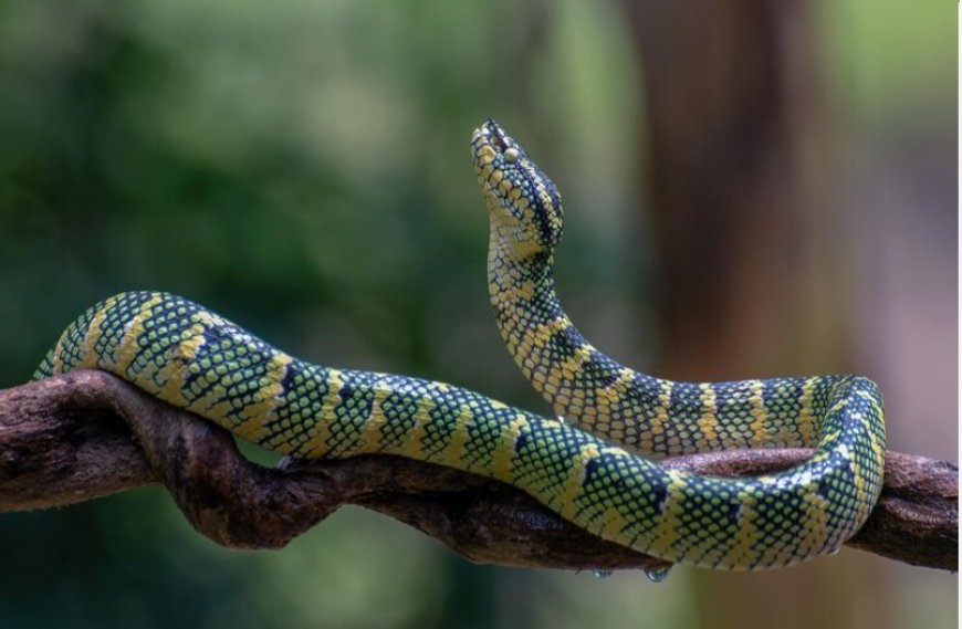 Dreaming of Snakes: Hidden Enemies or Signs of Transformation?