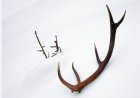 Horns in Dreams: Power, Boundaries and Instinct