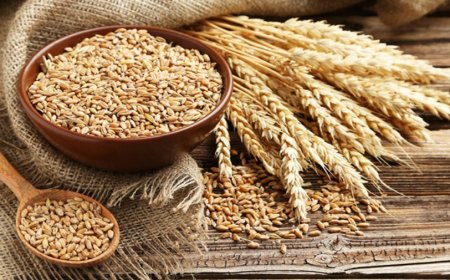 What Does Dreaming of Wheat Mean? In-Depth Interpretations from Scholars