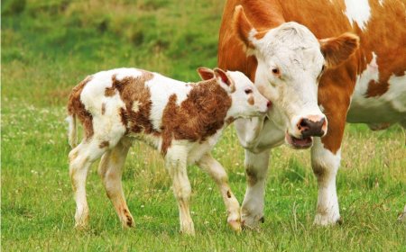 Seeing a Calf in a Dream: Wealth, Children, and Tests in Islamic Sources