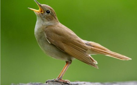 Dreaming of a Nightingale: Love, Offspring, Wealth, and the Power of Speech in Islamic Sources