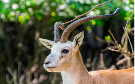 What Does Dreaming of a Gazelle Mean? Love, Gain, Offense, and Tests