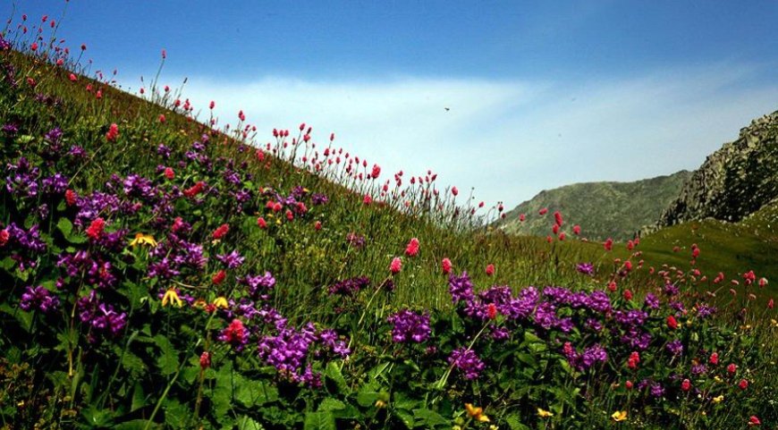 Seeing Plants in a Dream: Wealth, Healing, and Status—A Comprehensive Reading