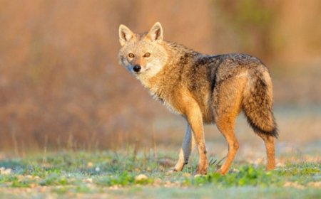 What Does Dreaming of a Jackal Mean? Warning Signs, Hidden Rivals, and Quiet Opportunities