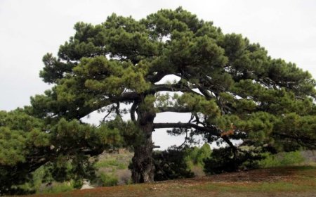 Dreaming of a Pine Tree: Enduring Love, Steady Fortune, and Moral Resilience