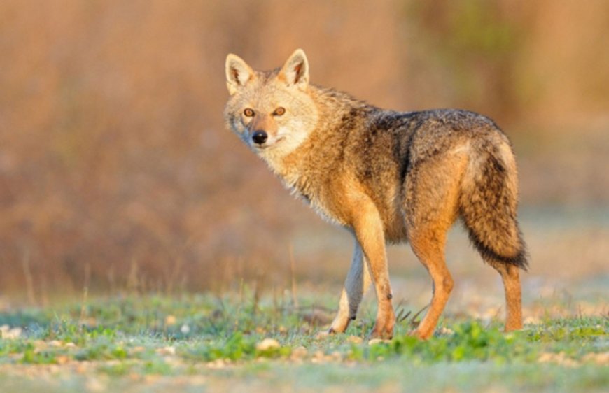 What Does Dreaming of a Jackal Mean? Warning Signs, Hidden Rivals, and Quiet Opportunities