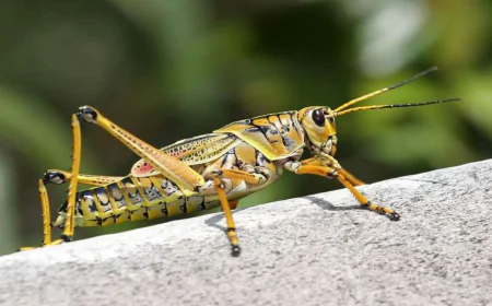 What does a locust dream mean? Islamic Interpretations