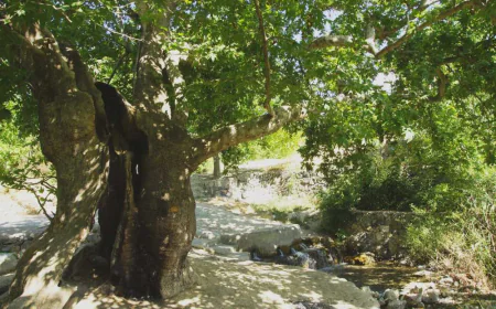 Islamic dream meanings of the plane tree explained