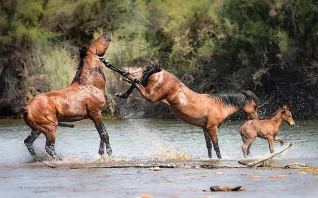 Dream of Being Kicked by an Animal: Islamic Meanings & Insights