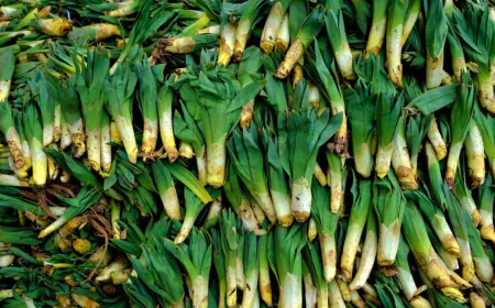 Dreaming of asphodel: Meanings of wealth, healing, and success