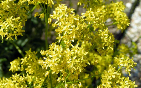 Islamic dream interpretation: What does woad mean in a dream?