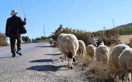 Dreaming of shepherding: Meaning and Islamic interpretations