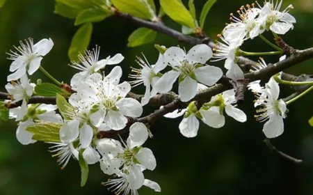 Dreaming of branches: Detailed interpretations from Islamic scholars