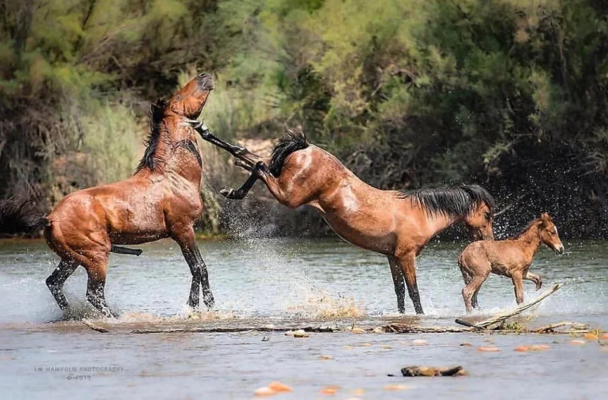 Dream of Being Kicked by an Animal: Islamic Meanings & Insights