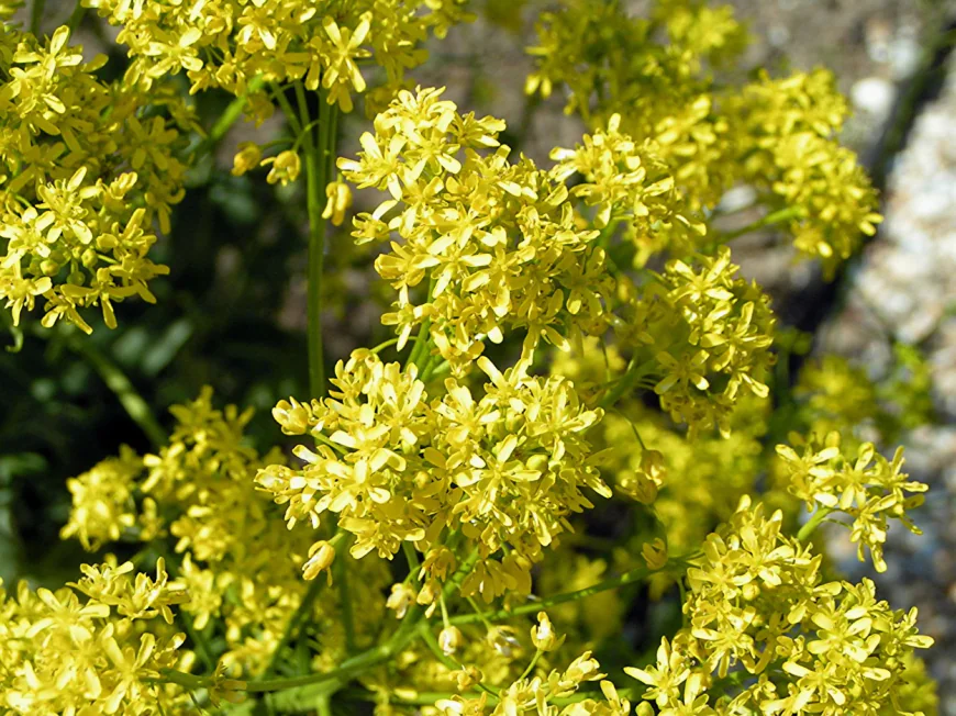 Islamic dream interpretation: What does woad mean in a dream?