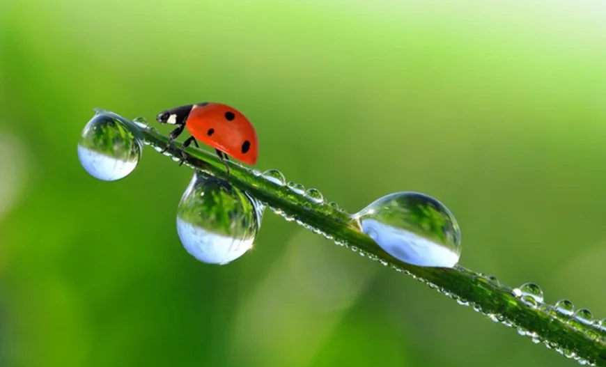 Islamic dream interpretation: What does dew mean in a dream?