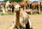 Dreaming of a Camel: High Status, Journeys, and Islamic Meanings