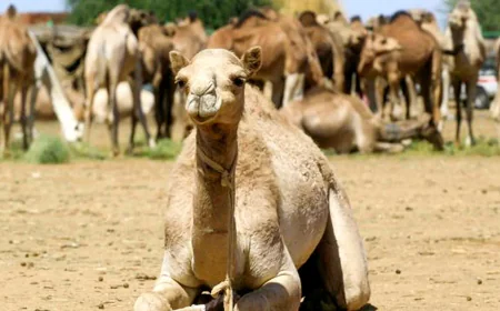 Dreaming of a Camel: High Status, Journeys, and Islamic Meanings