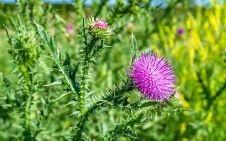 Dreaming of Thistle: Comprehensive Islamic Interpretations