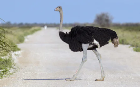 Dreaming of an ostrich: Meaning and Islamic interpretations